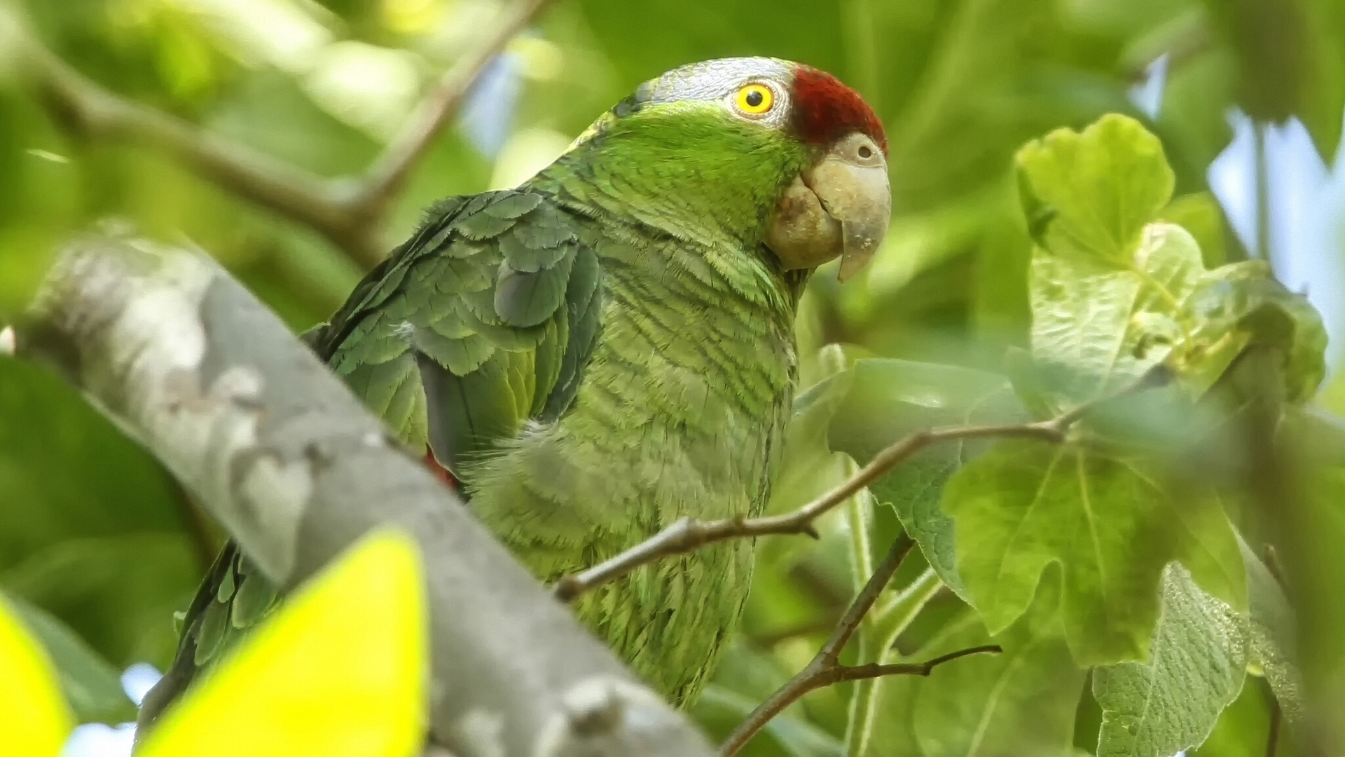 Exotic Green Parrot for 1920 x 1080 HDTV 1080p resolution