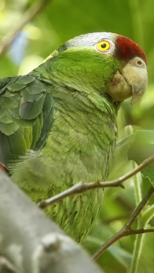 Exotic Green Parrot for 640 x 1136 iPhone 5 resolution