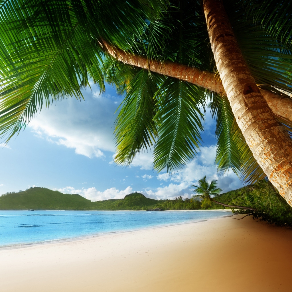Exotic Palm Island for 1024 x 1024 iPad resolution