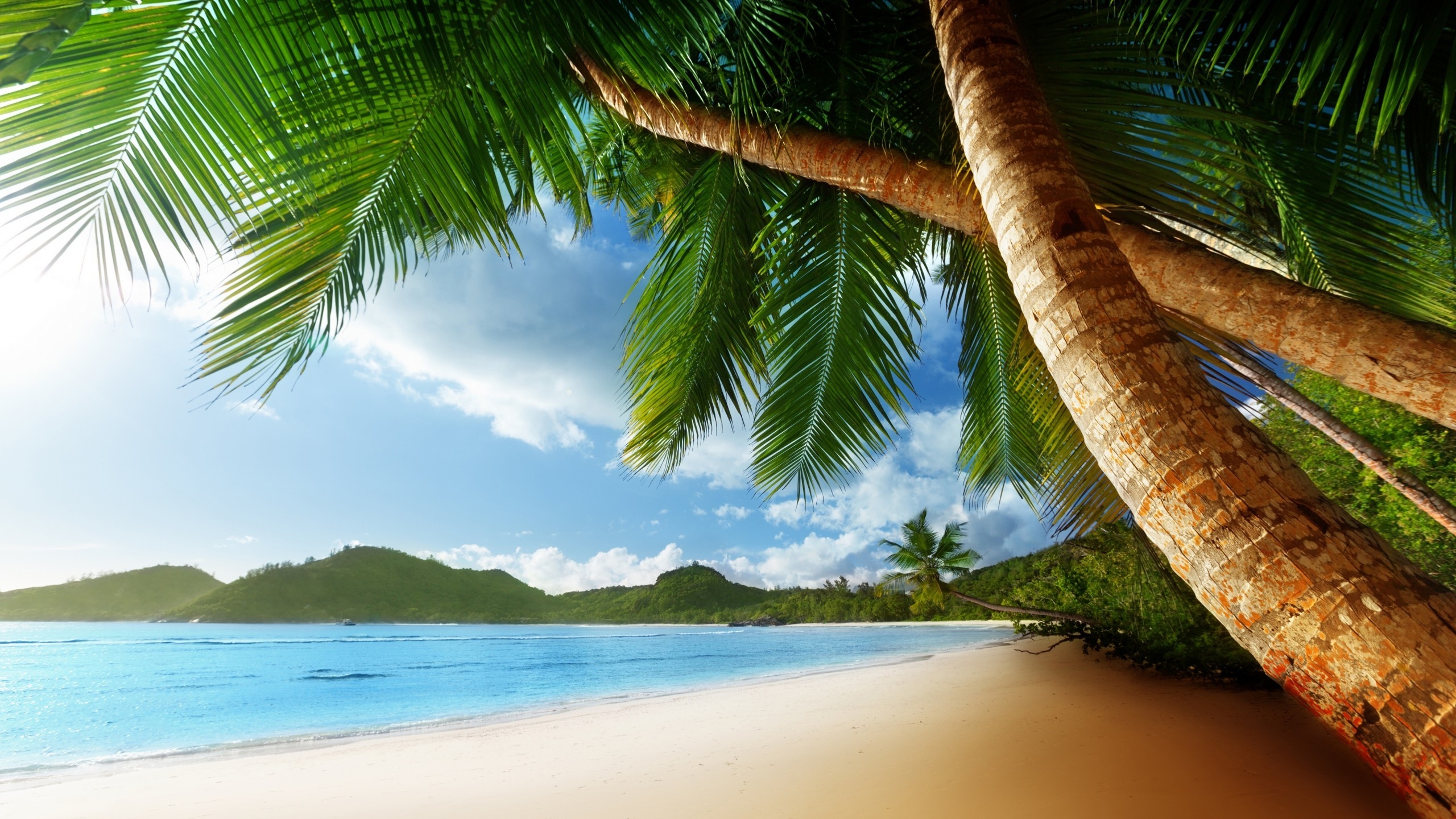 Exotic Palm Island for 2560x1440 HDTV resolution