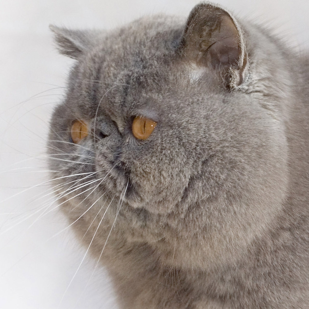 Exotic Shorthair Cat for 1024 x 1024 iPad resolution