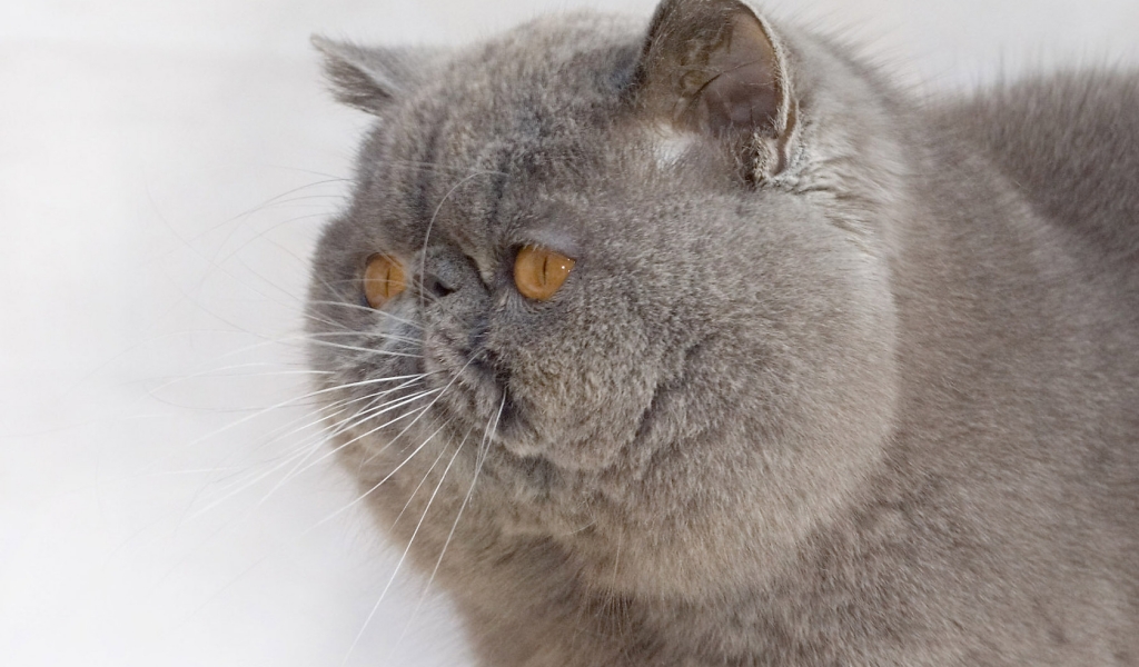 Exotic Shorthair Cat for 1024 x 600 widescreen resolution