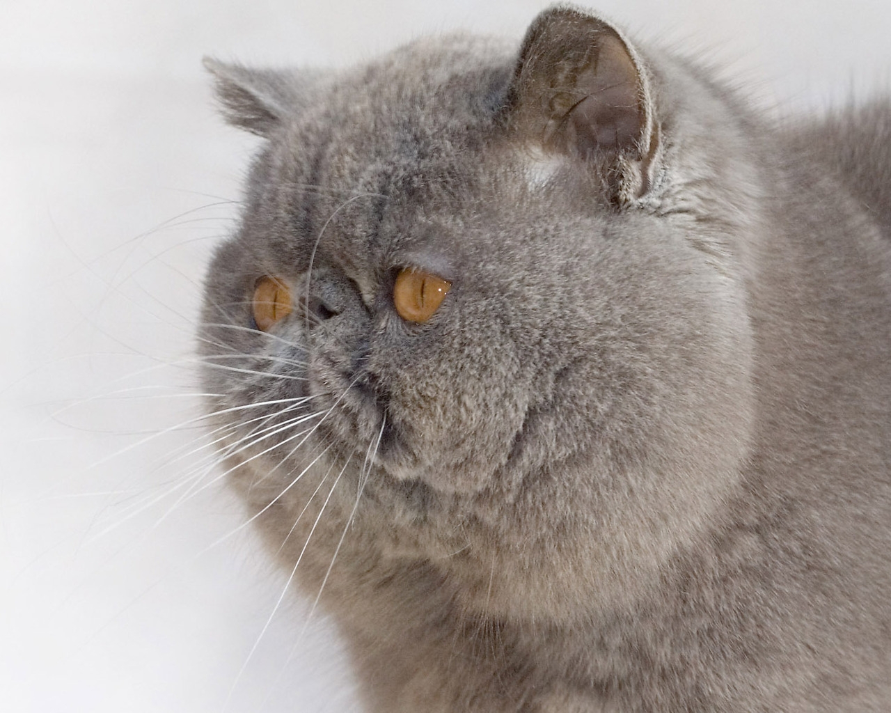 Exotic Shorthair Cat for 1280 x 1024 resolution