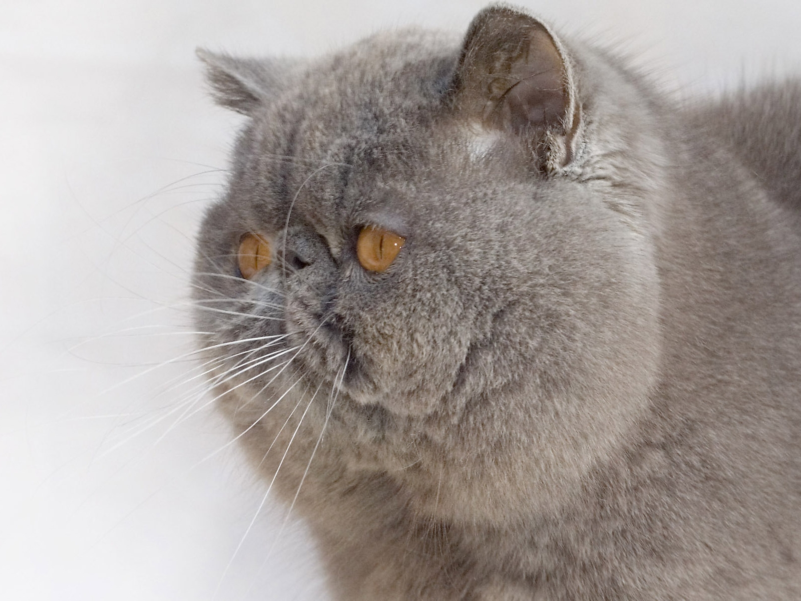 Exotic Shorthair Cat for 1600 x 1200 resolution