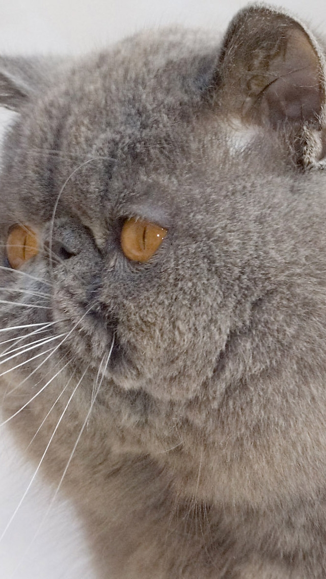 Exotic Shorthair Cat for 640 x 1136 iPhone 5 resolution