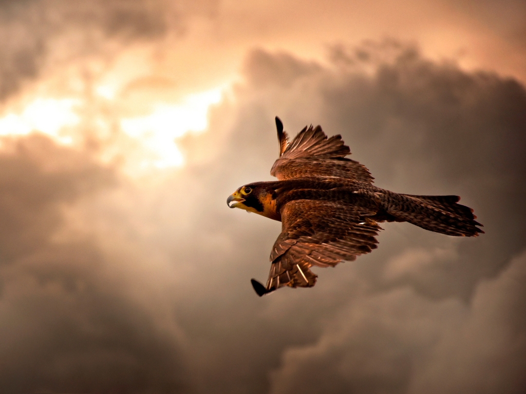 Falcon in Flight for 1024 x 768 resolution
