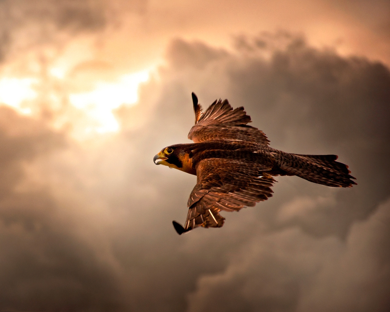 Falcon in Flight for 1280 x 1024 resolution