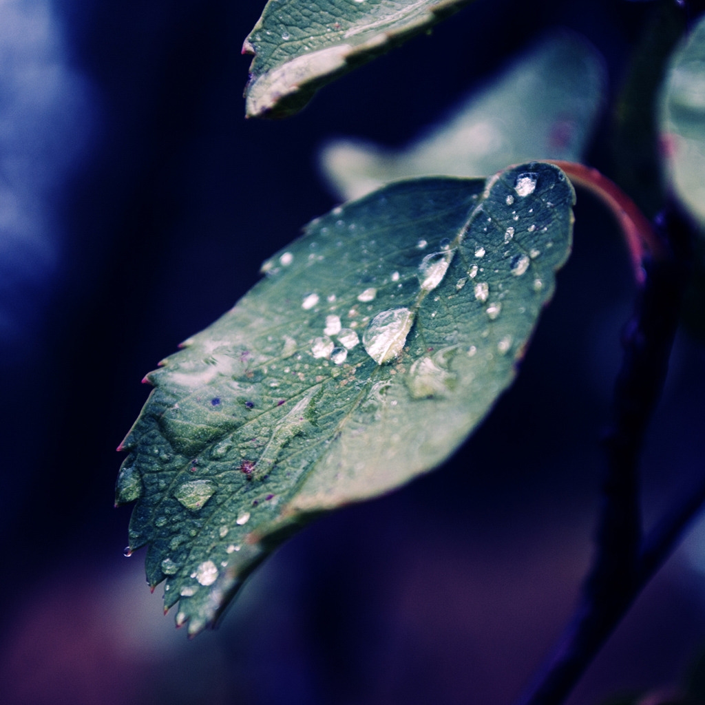 Fall Rain for 1024 x 1024 iPad resolution