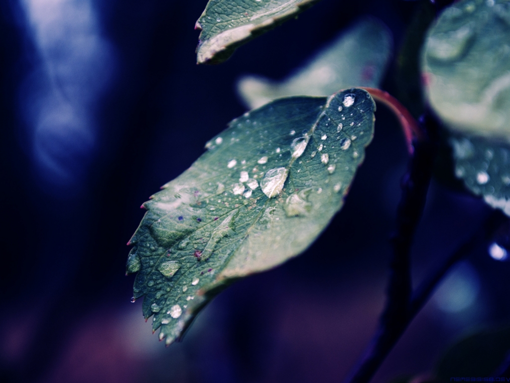 Fall Rain for 1024 x 768 resolution