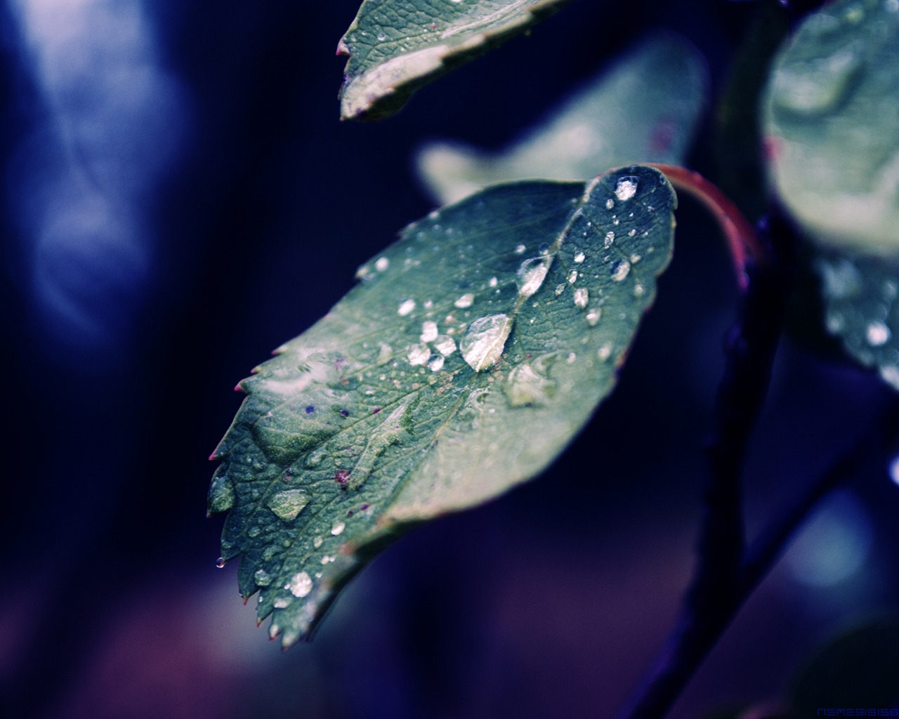 Fall Rain for 1280 x 1024 resolution