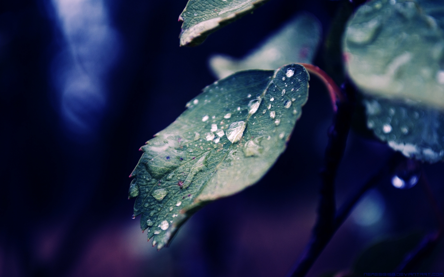 Fall Rain for 1440 x 900 widescreen resolution
