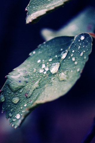 Fall Rain for 320 x 480 iPhone resolution
