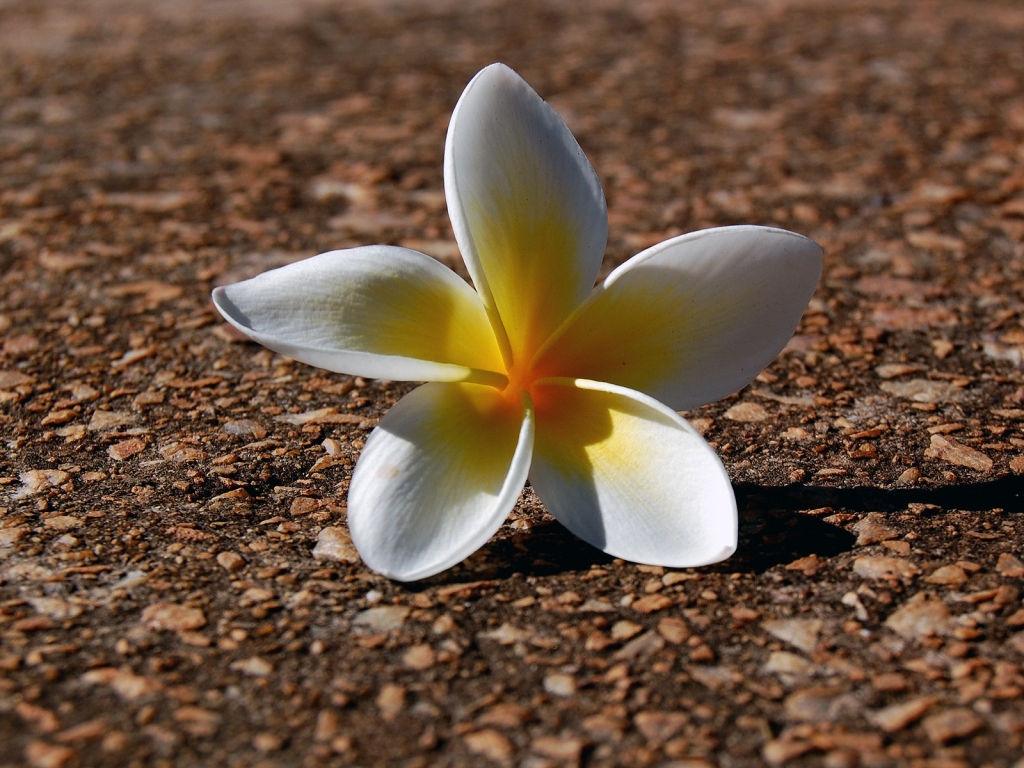 Fallen Flower for 1024 x 768 resolution