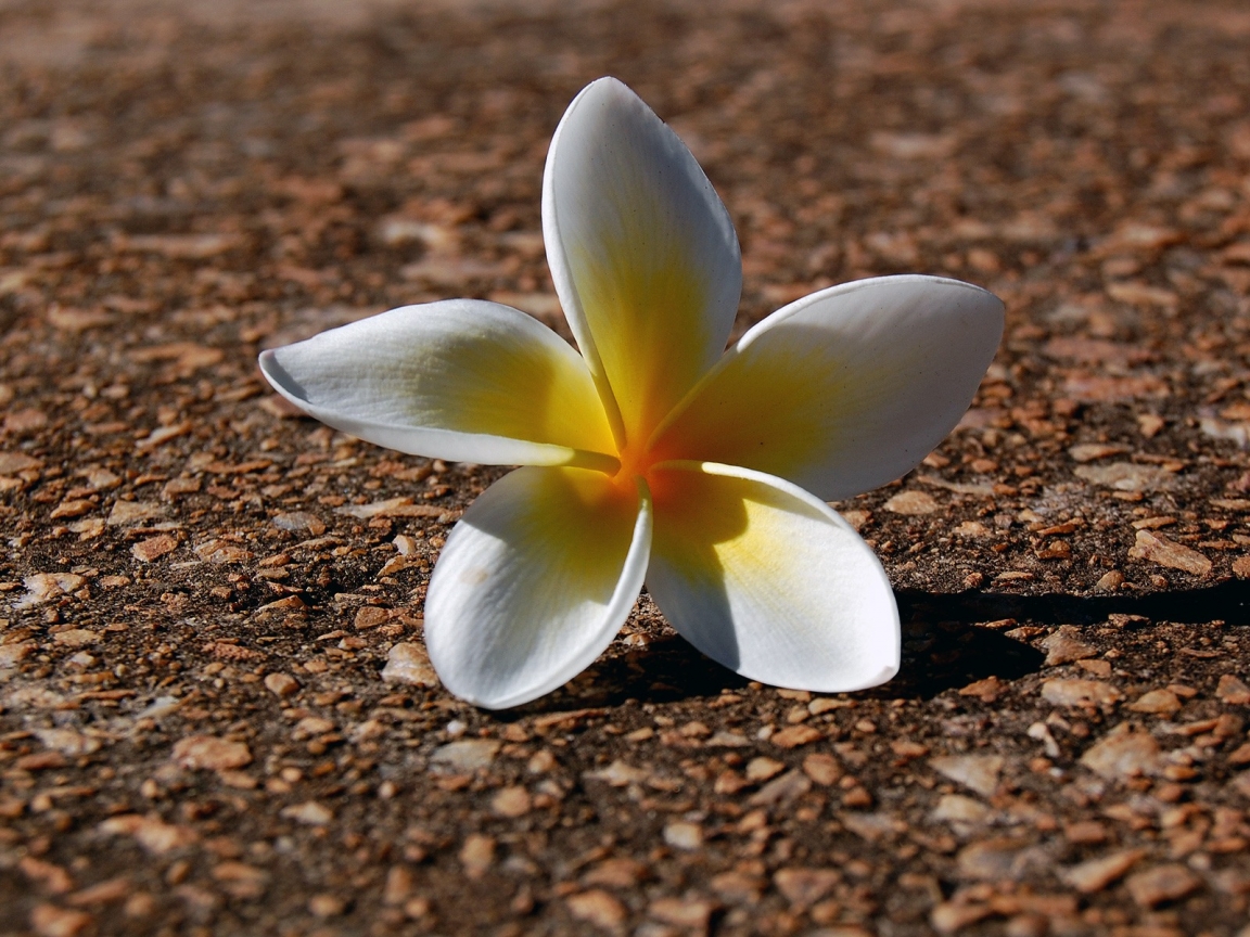 Fallen Flower for 1152 x 864 resolution