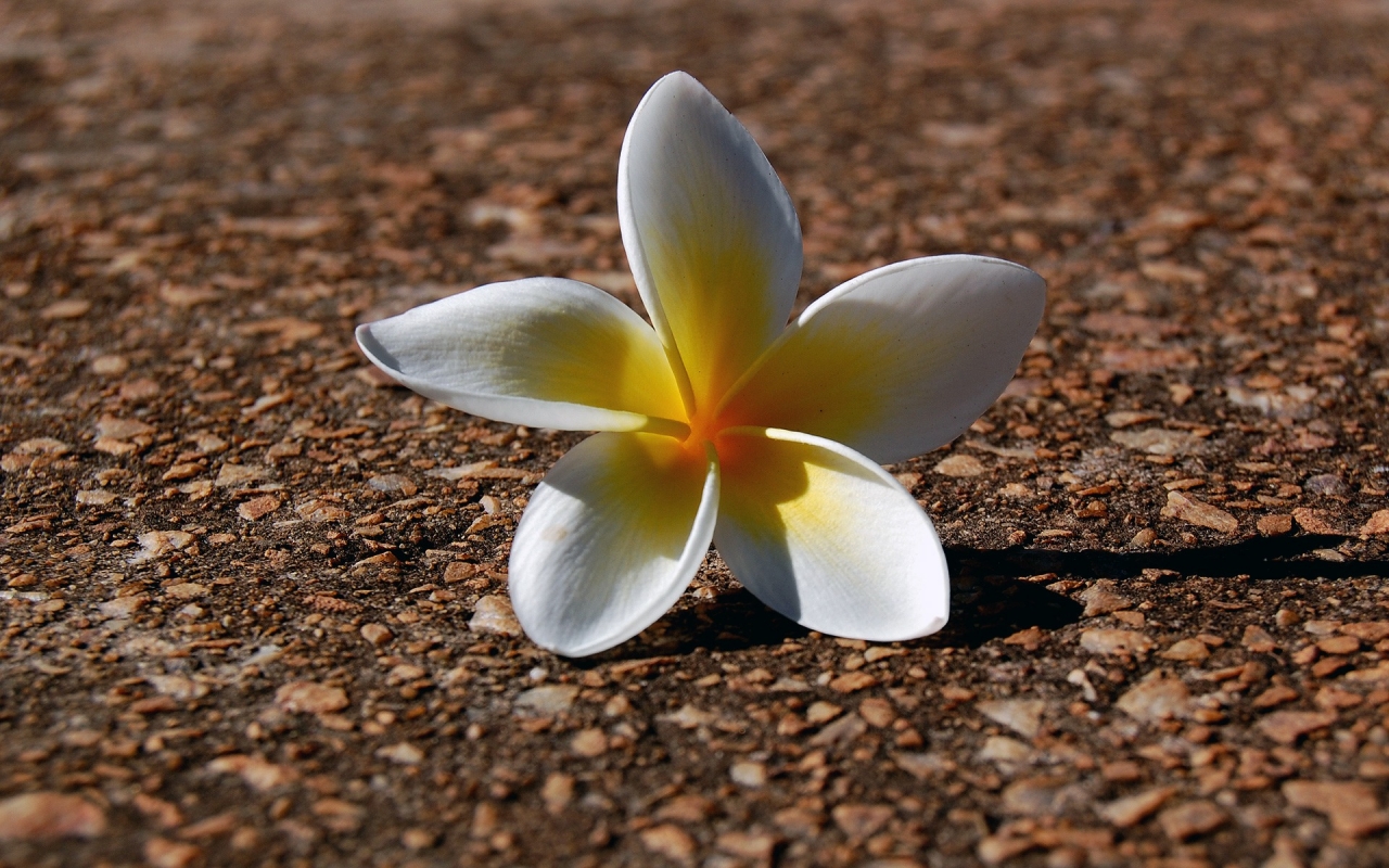 Fallen Flower for 1280 x 800 widescreen resolution