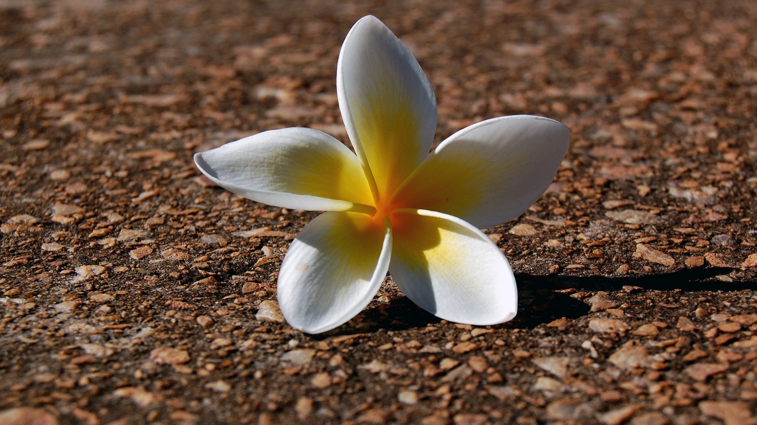 Fallen Flower for 1536 x 864 HDTV resolution