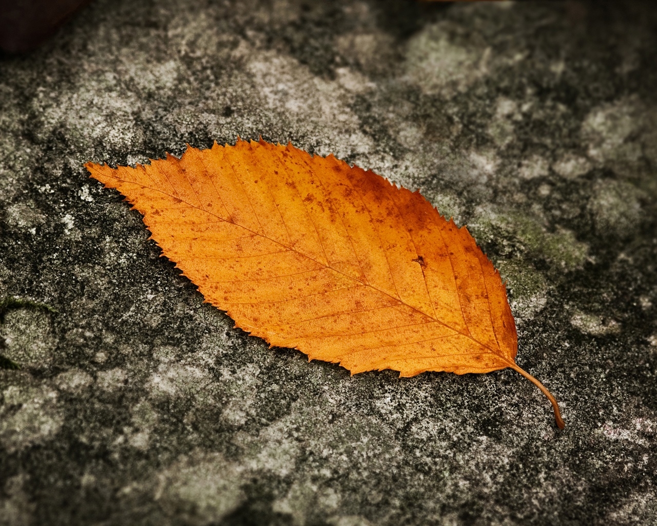 Fallen Leaf for 1280 x 1024 resolution