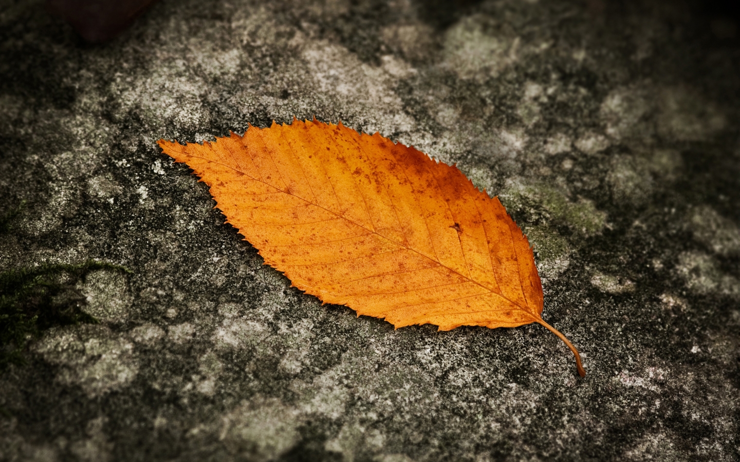 Fallen Leaf for 1440 x 900 widescreen resolution