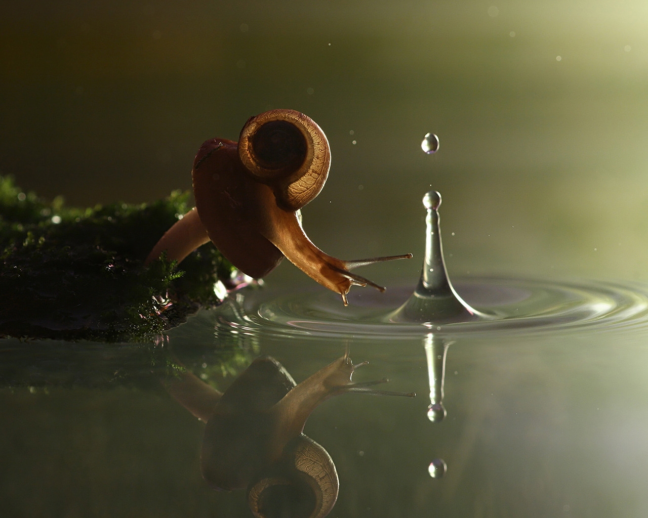 Falling Snail for 1280 x 1024 resolution