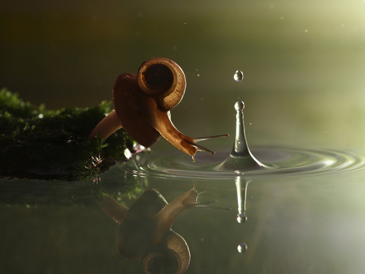 Falling Snail for 1280 x 960 resolution
