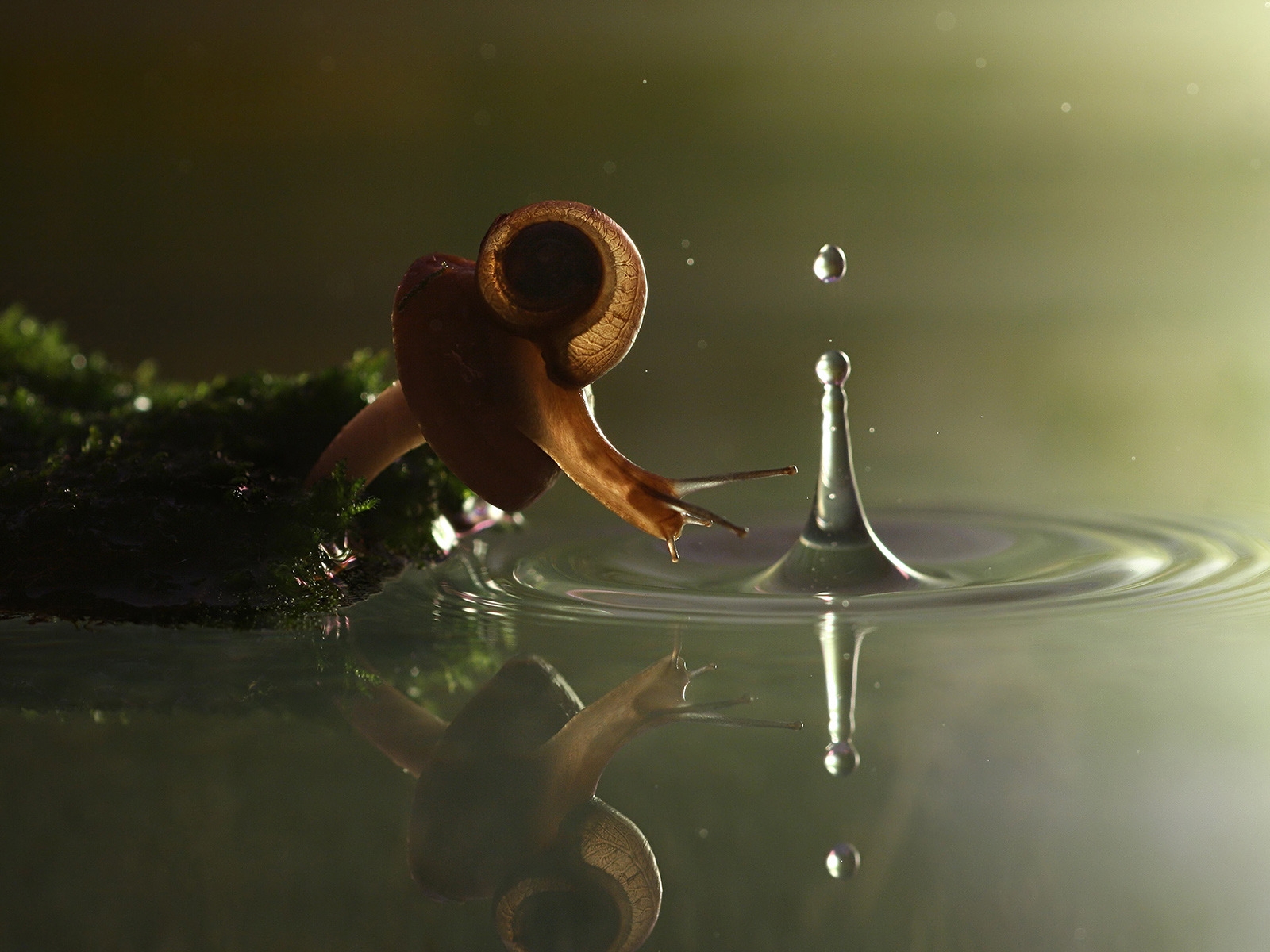 Falling Snail for 1600 x 1200 resolution
