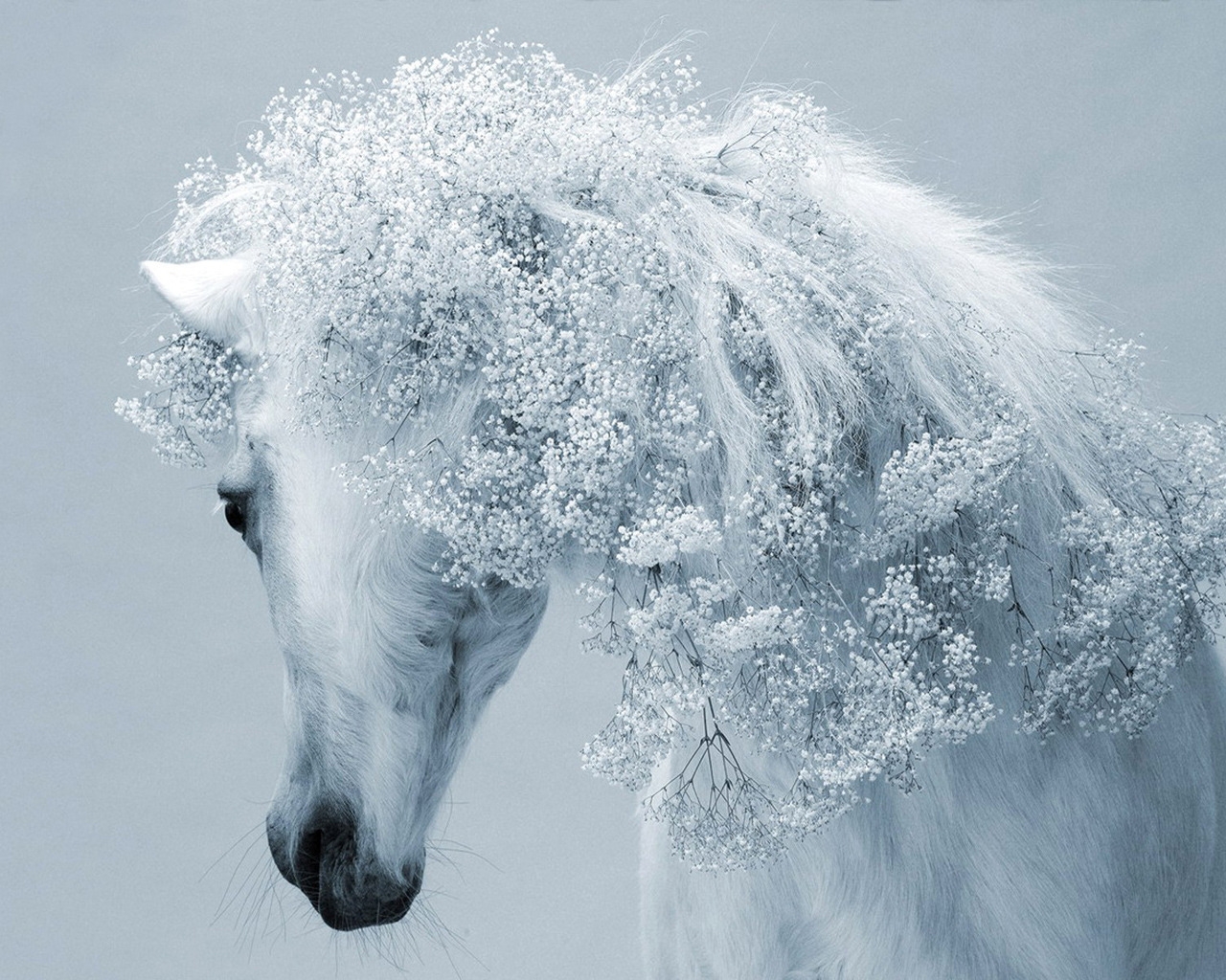 Fantasy real Horse for 1280 x 1024 resolution