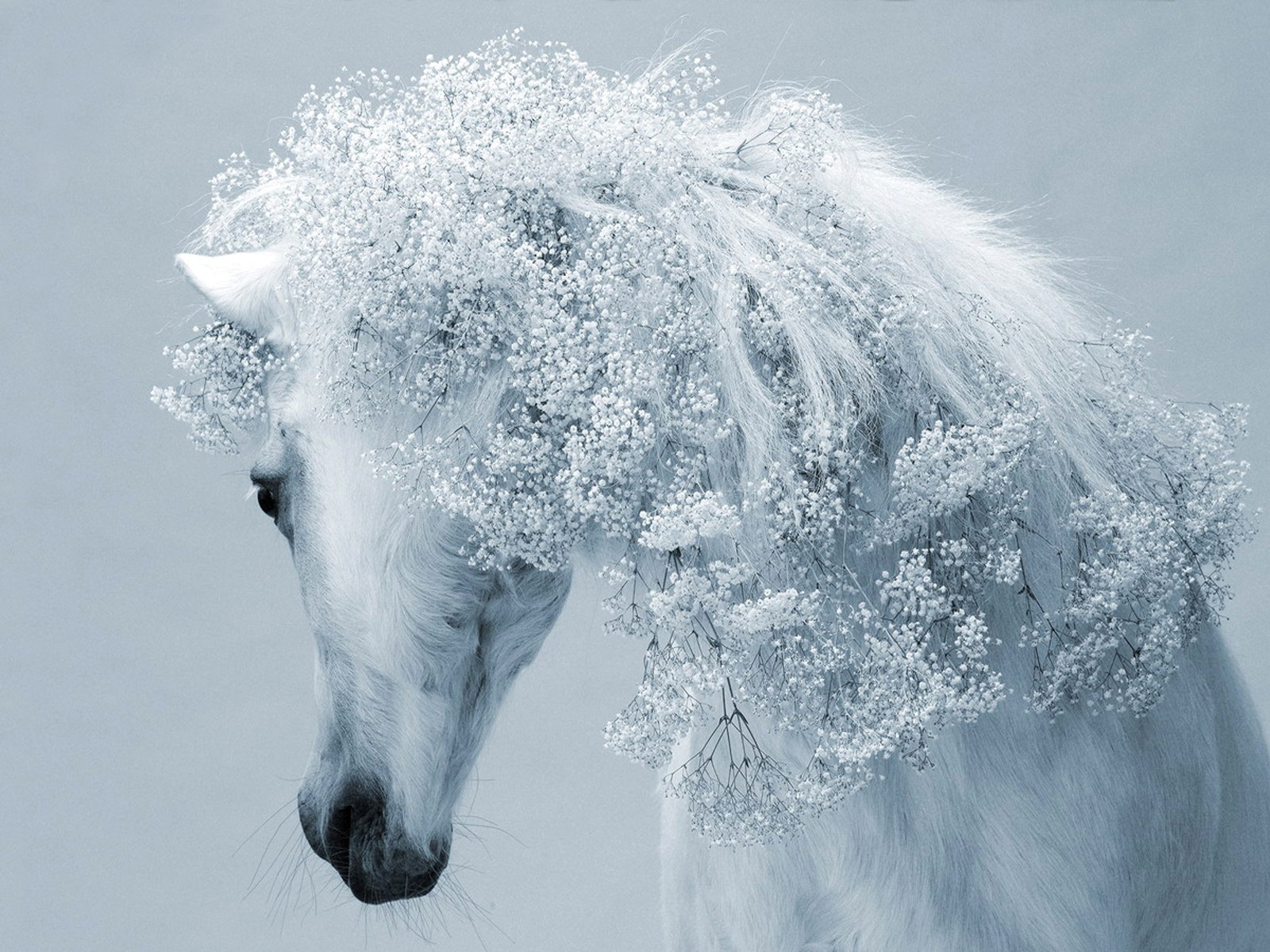 Fantasy real Horse for 1600 x 1200 resolution