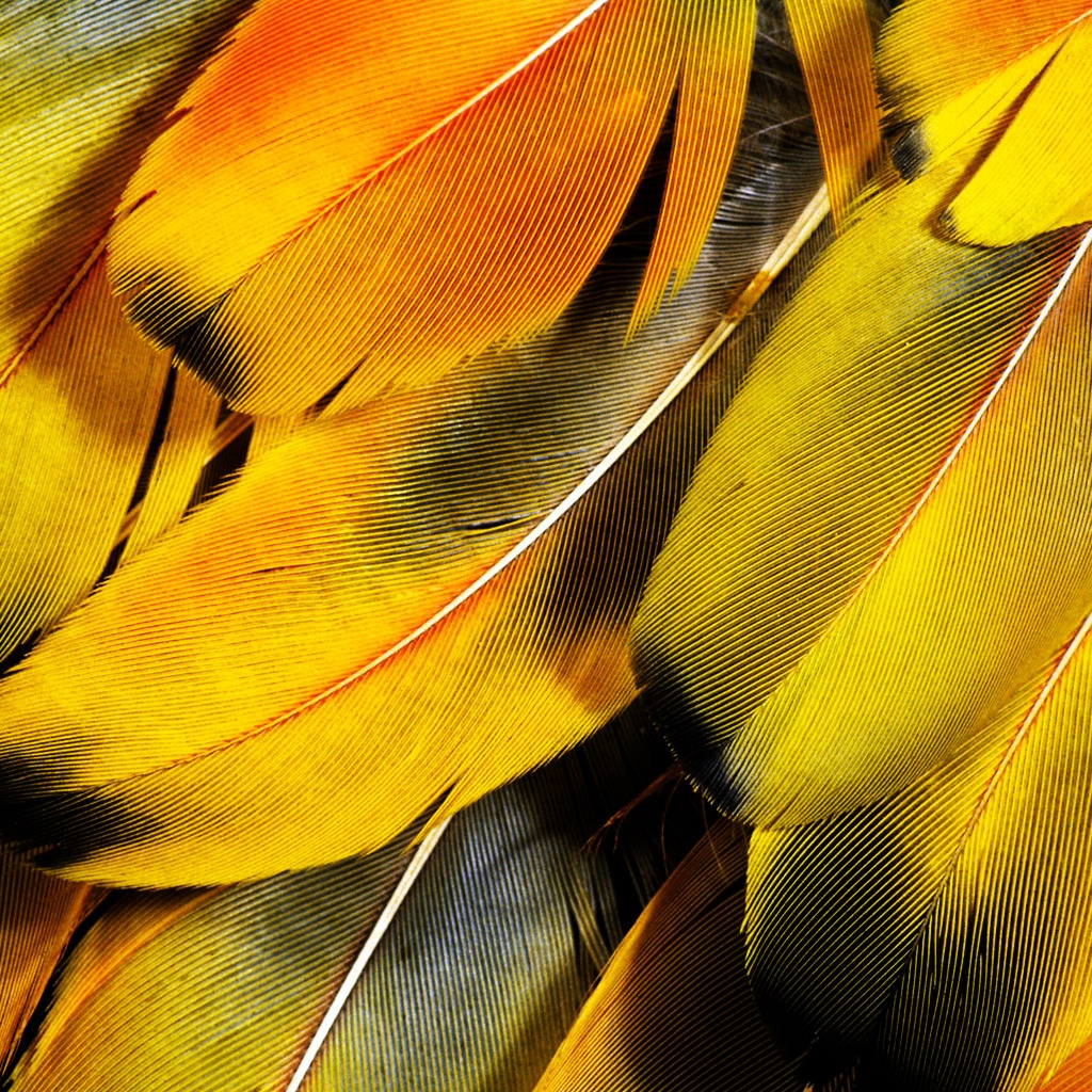 Feathers for 1024 x 1024 iPad resolution
