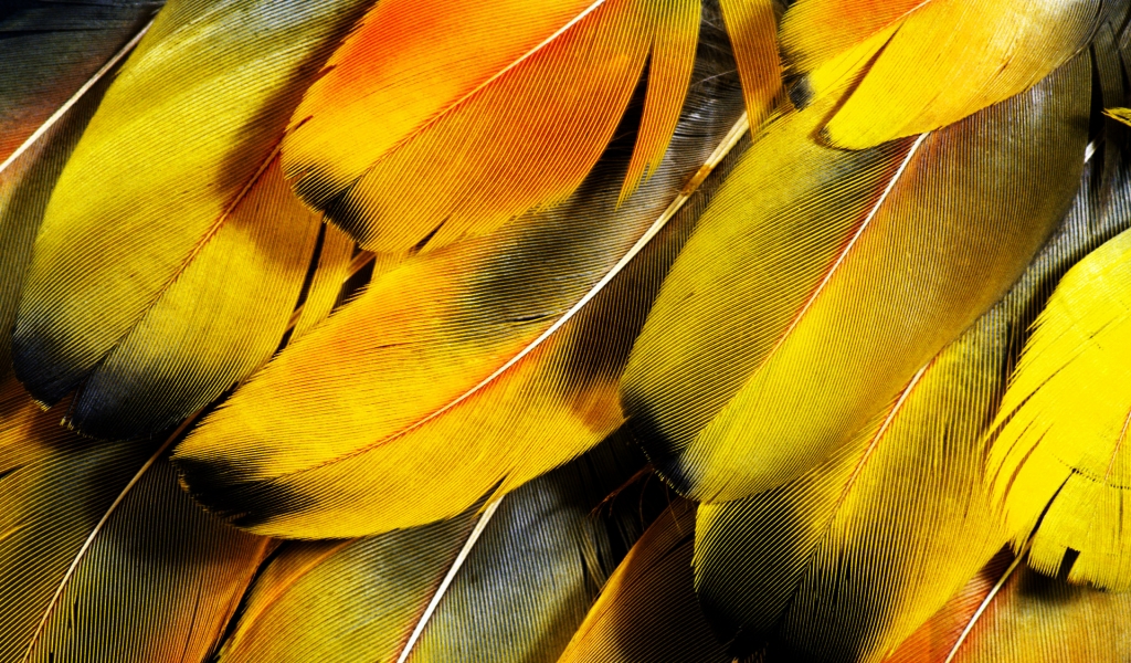 Feathers for 1024 x 600 widescreen resolution