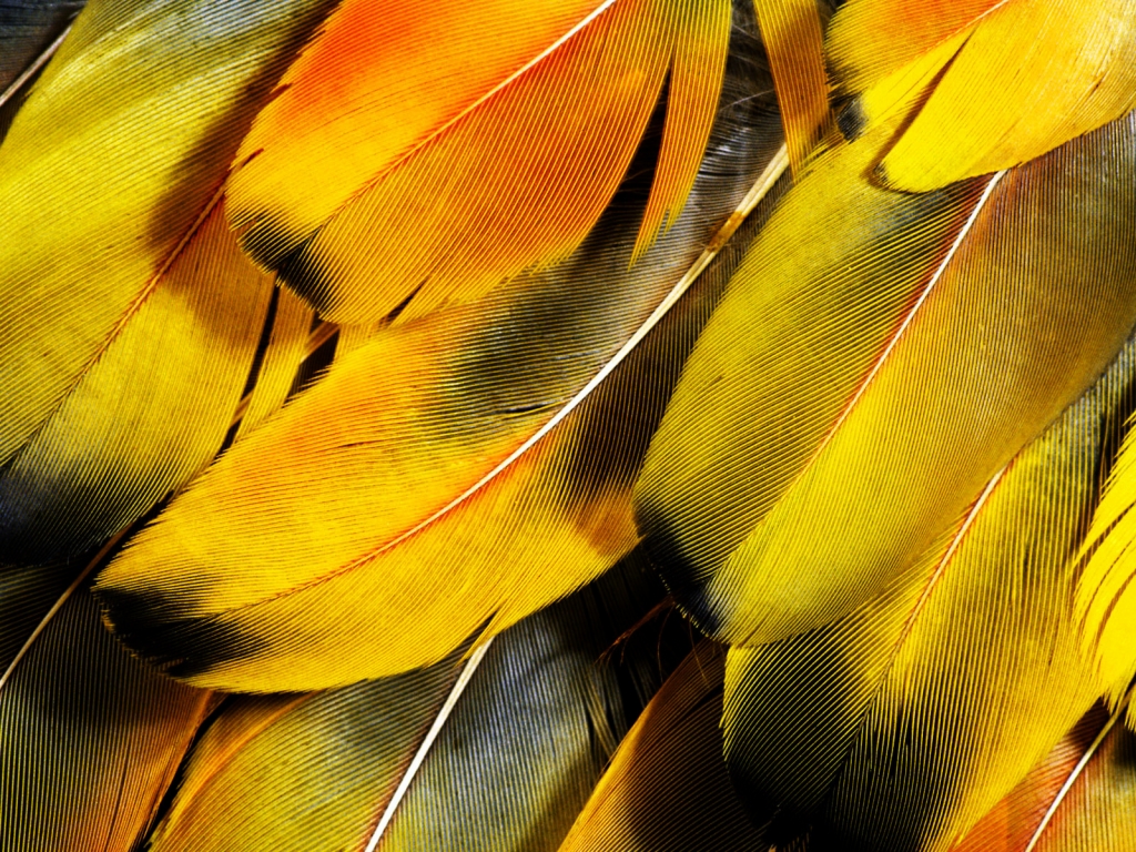 Feathers for 1024 x 768 resolution