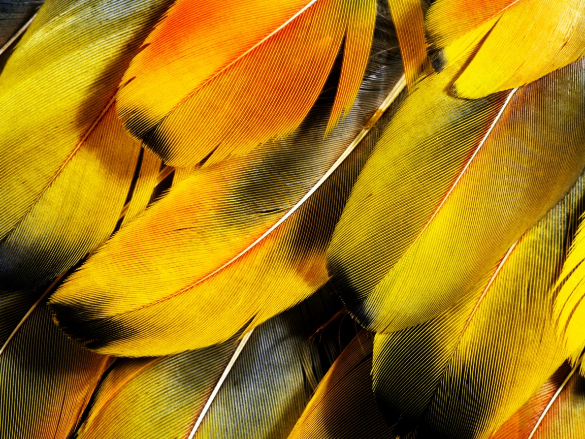 Feathers for 1152 x 864 resolution