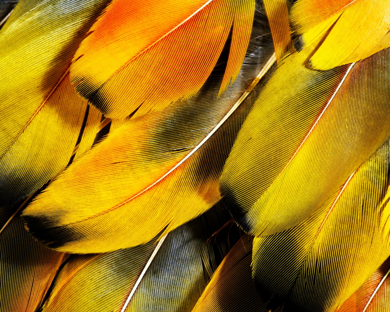 Feathers for 1280 x 1024 resolution