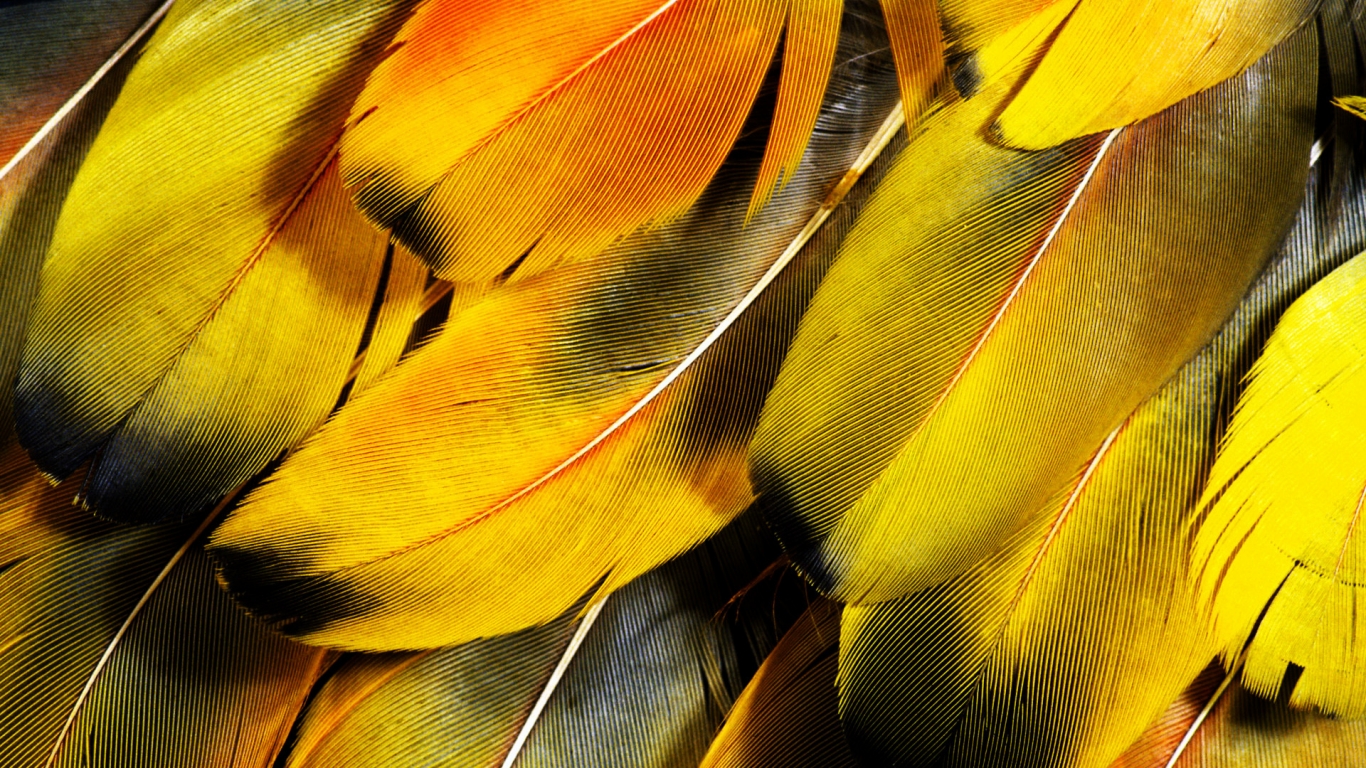 Feathers for 1366 x 768 HDTV resolution