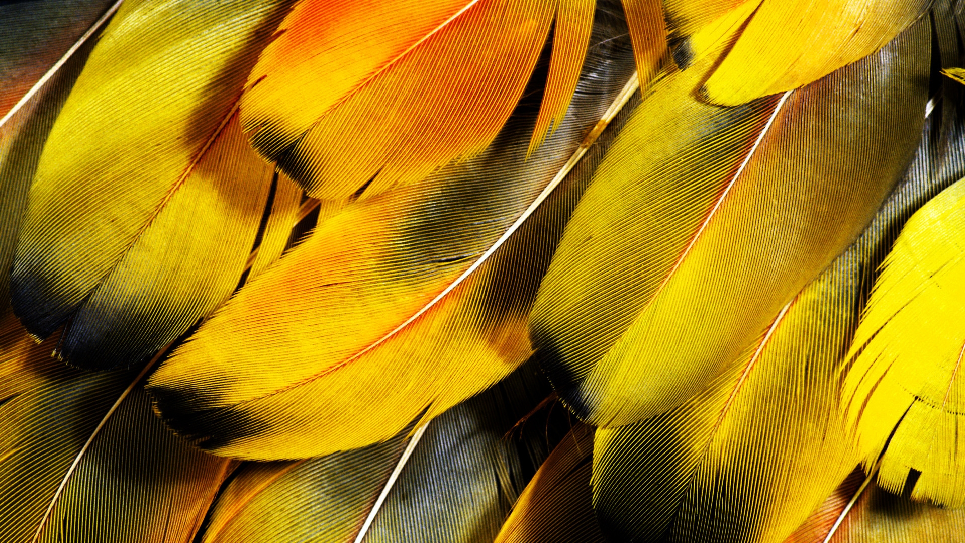 Feathers for 1920 x 1080 HDTV 1080p resolution