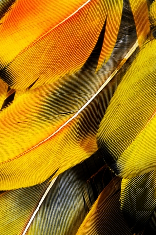 Feathers for 320 x 480 iPhone resolution