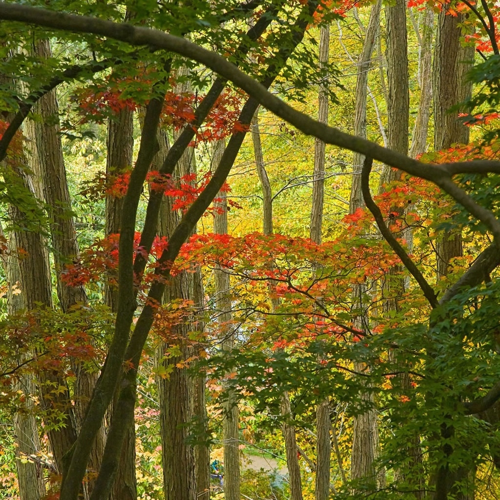 Few Autumn Trees for 1024 x 1024 iPad resolution