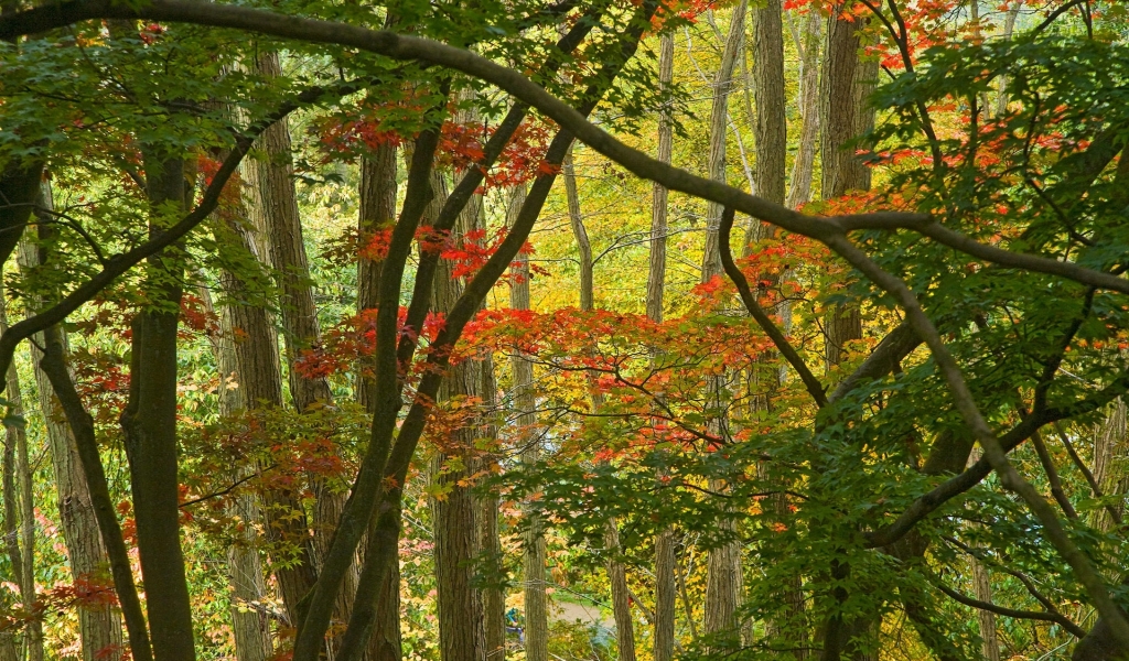 Few Autumn Trees for 1024 x 600 widescreen resolution