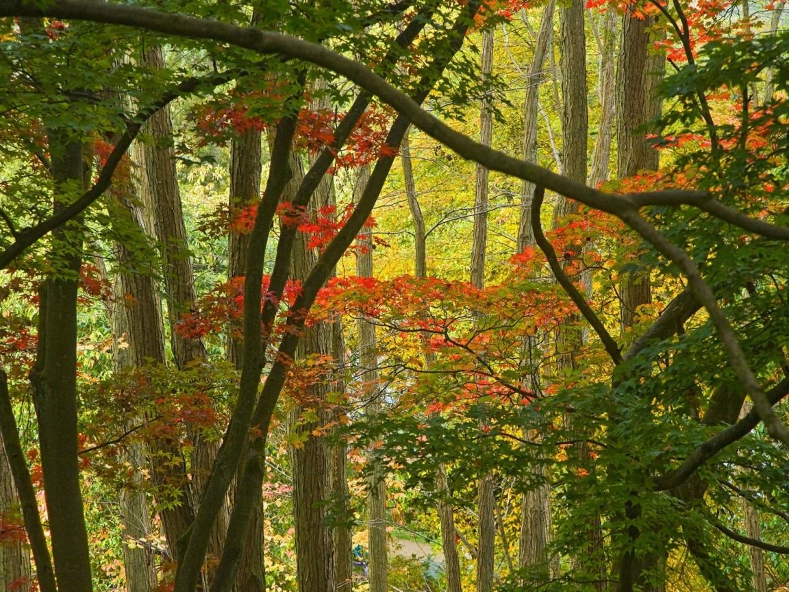 Few Autumn Trees for 1152 x 864 resolution