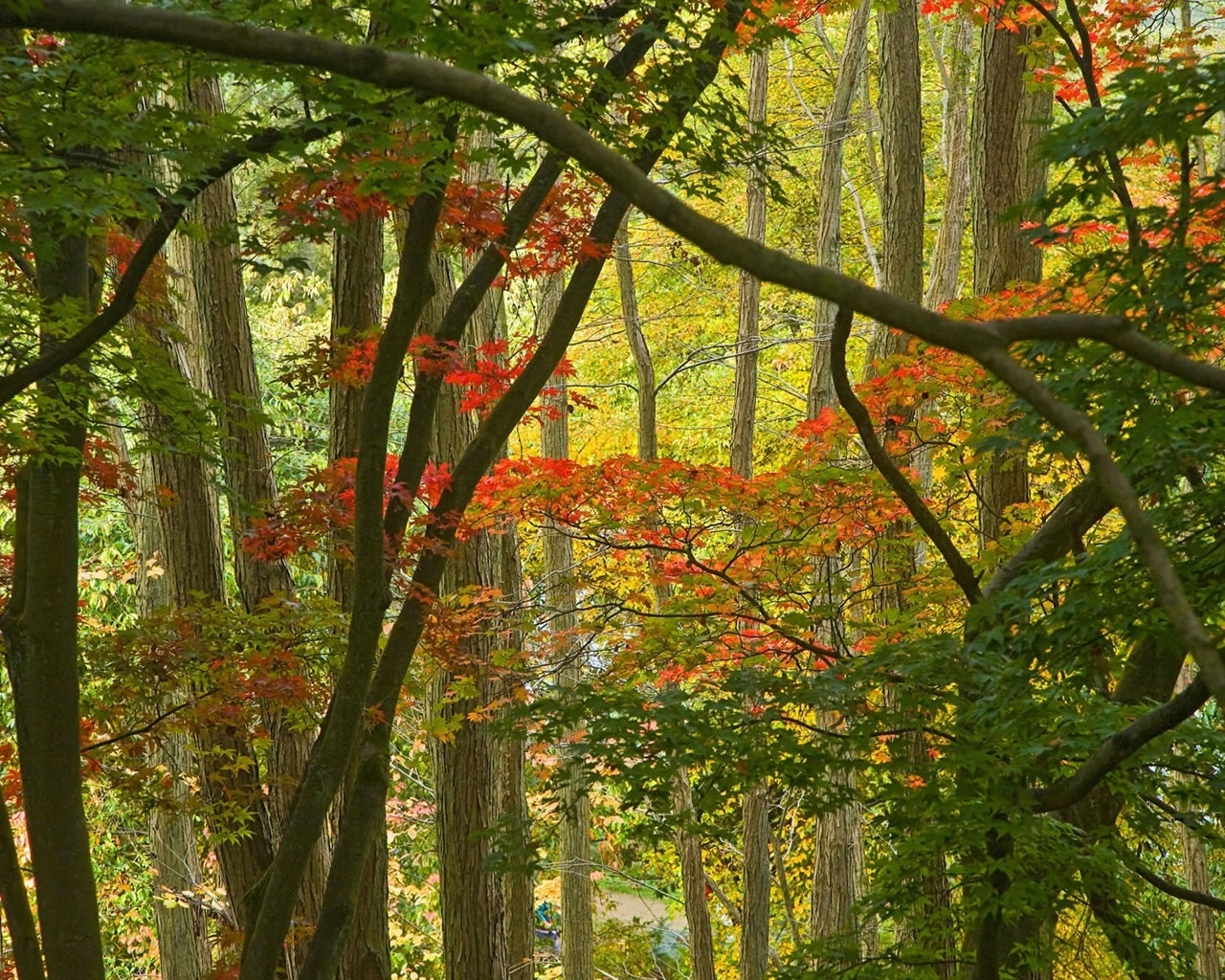 Few Autumn Trees for 1280 x 1024 resolution