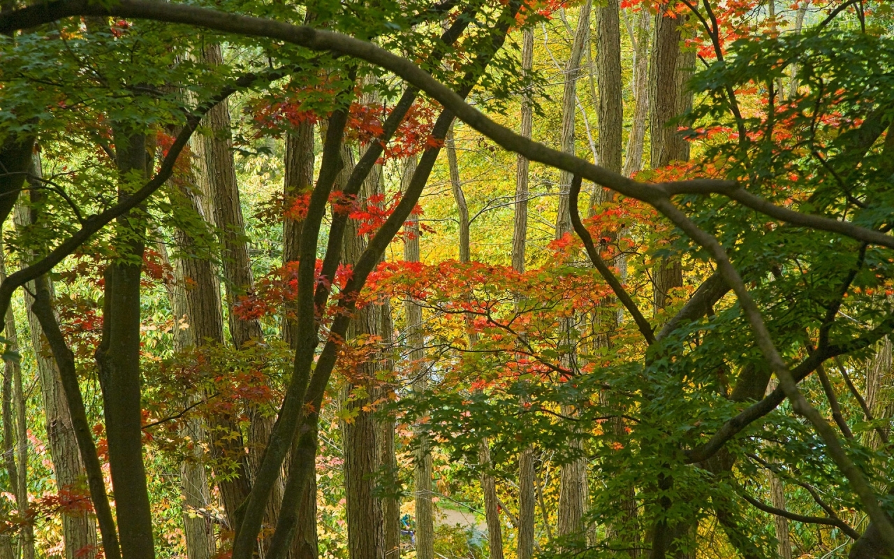 Few Autumn Trees for 1280 x 800 widescreen resolution