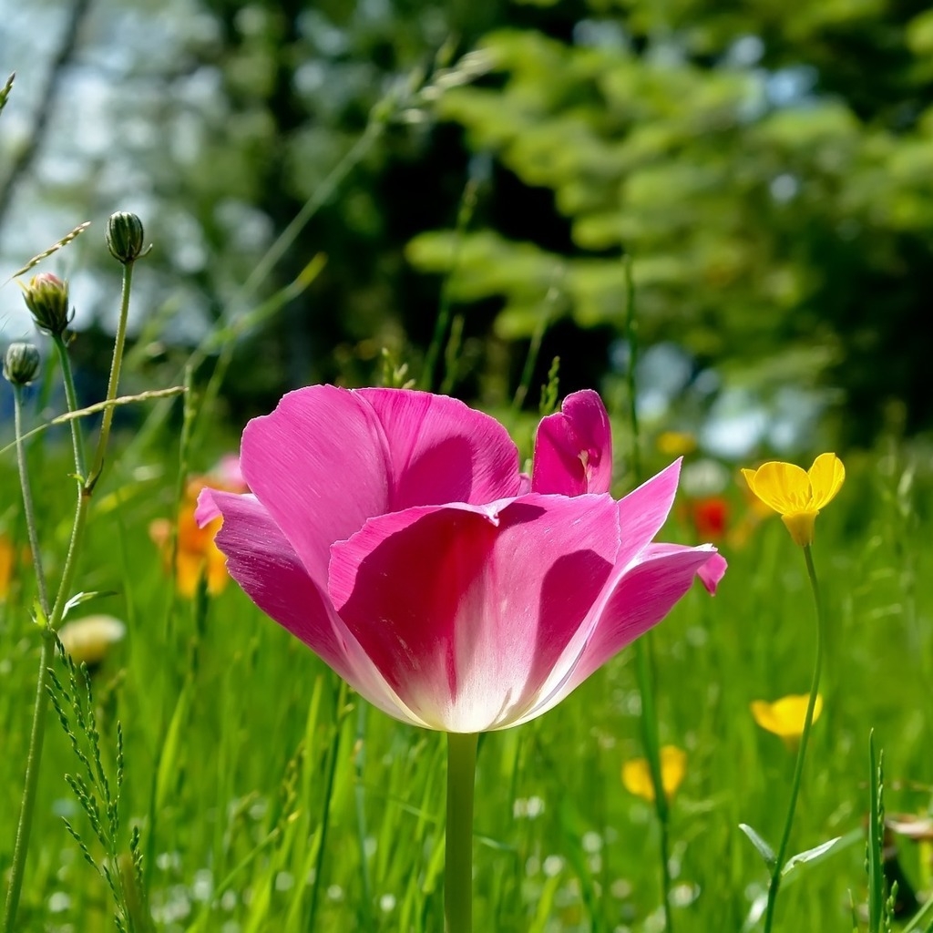 Field Flowers for 1024 x 1024 iPad resolution