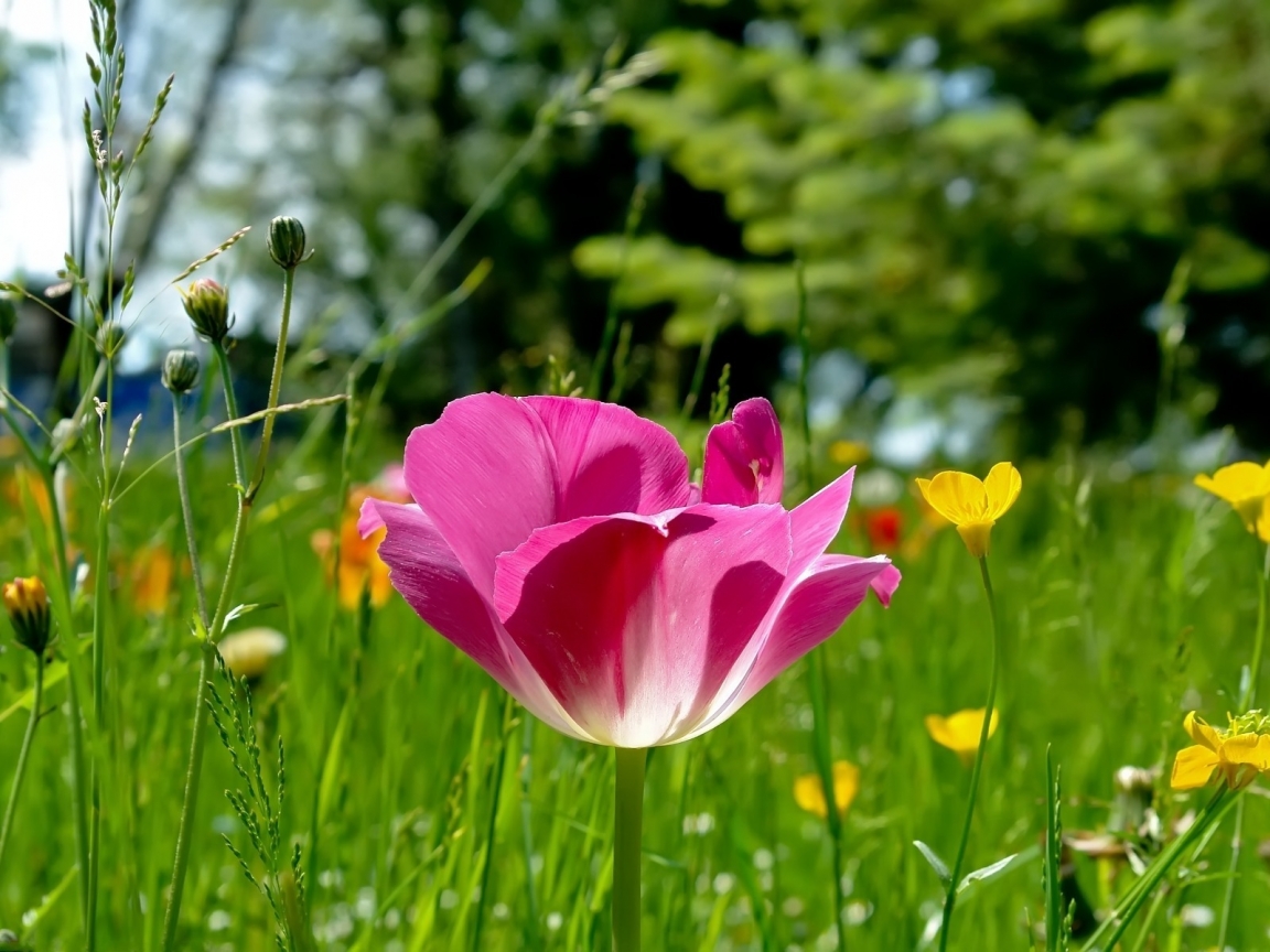 Field Flowers for 1152 x 864 resolution