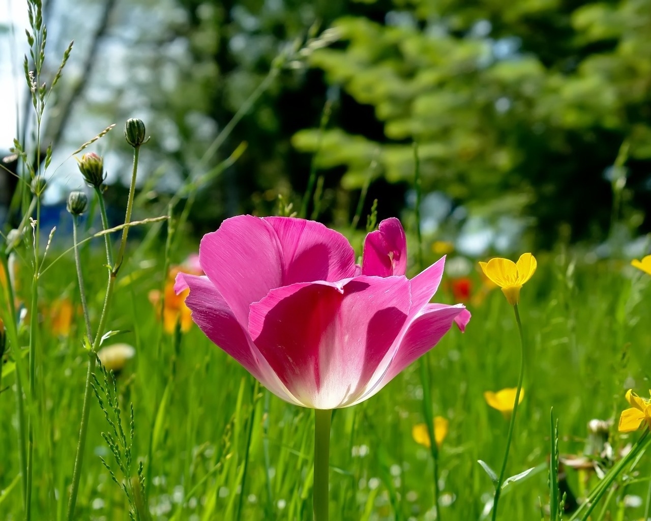 Field Flowers for 1280 x 1024 resolution