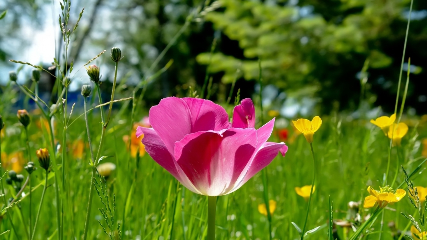 Field Flowers for 1366 x 768 HDTV resolution