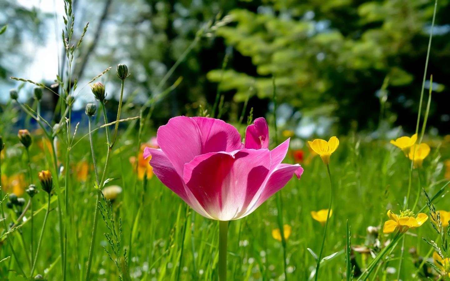 Field Flowers for 1440 x 900 widescreen resolution