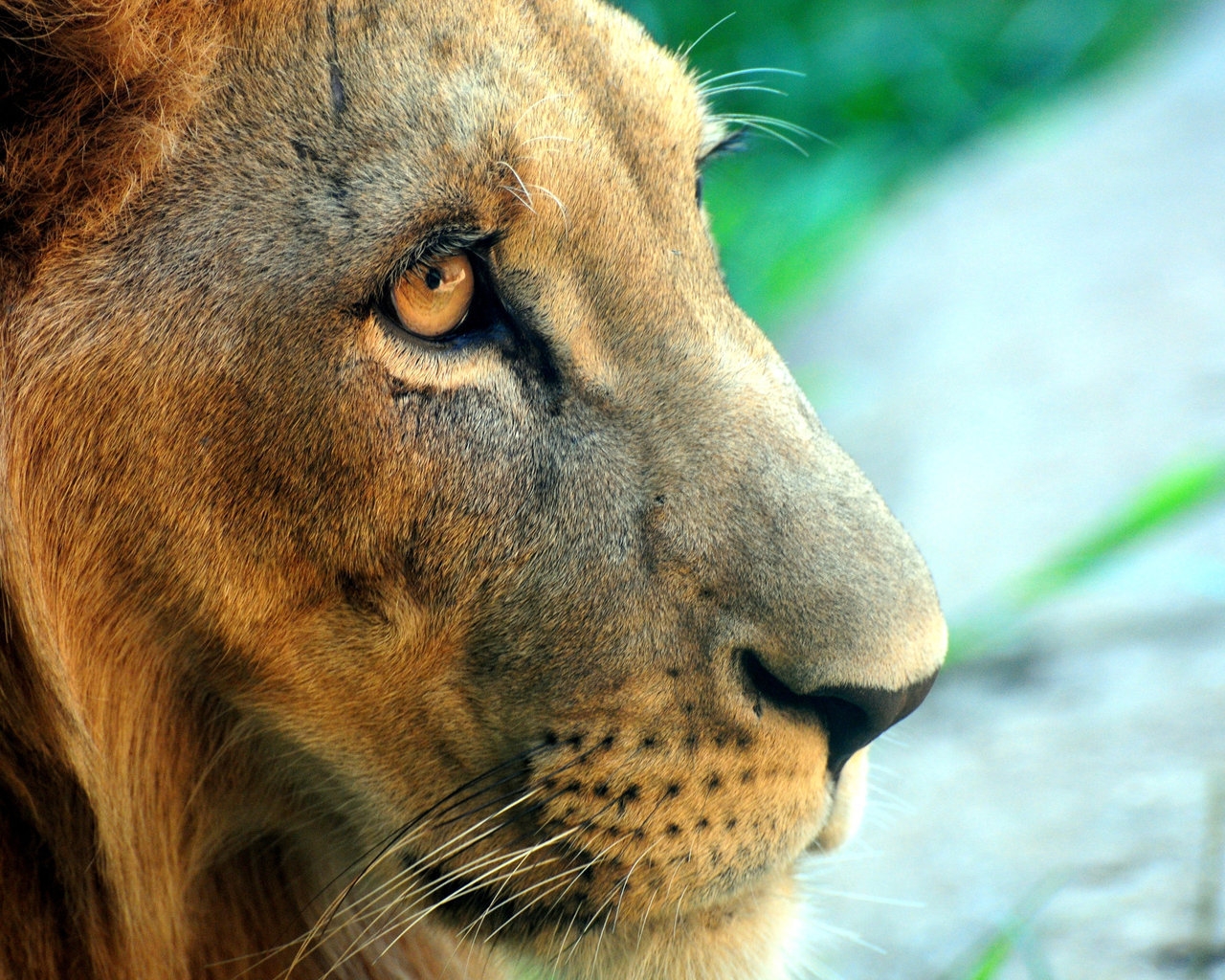 Fierce Lion for 1280 x 1024 resolution