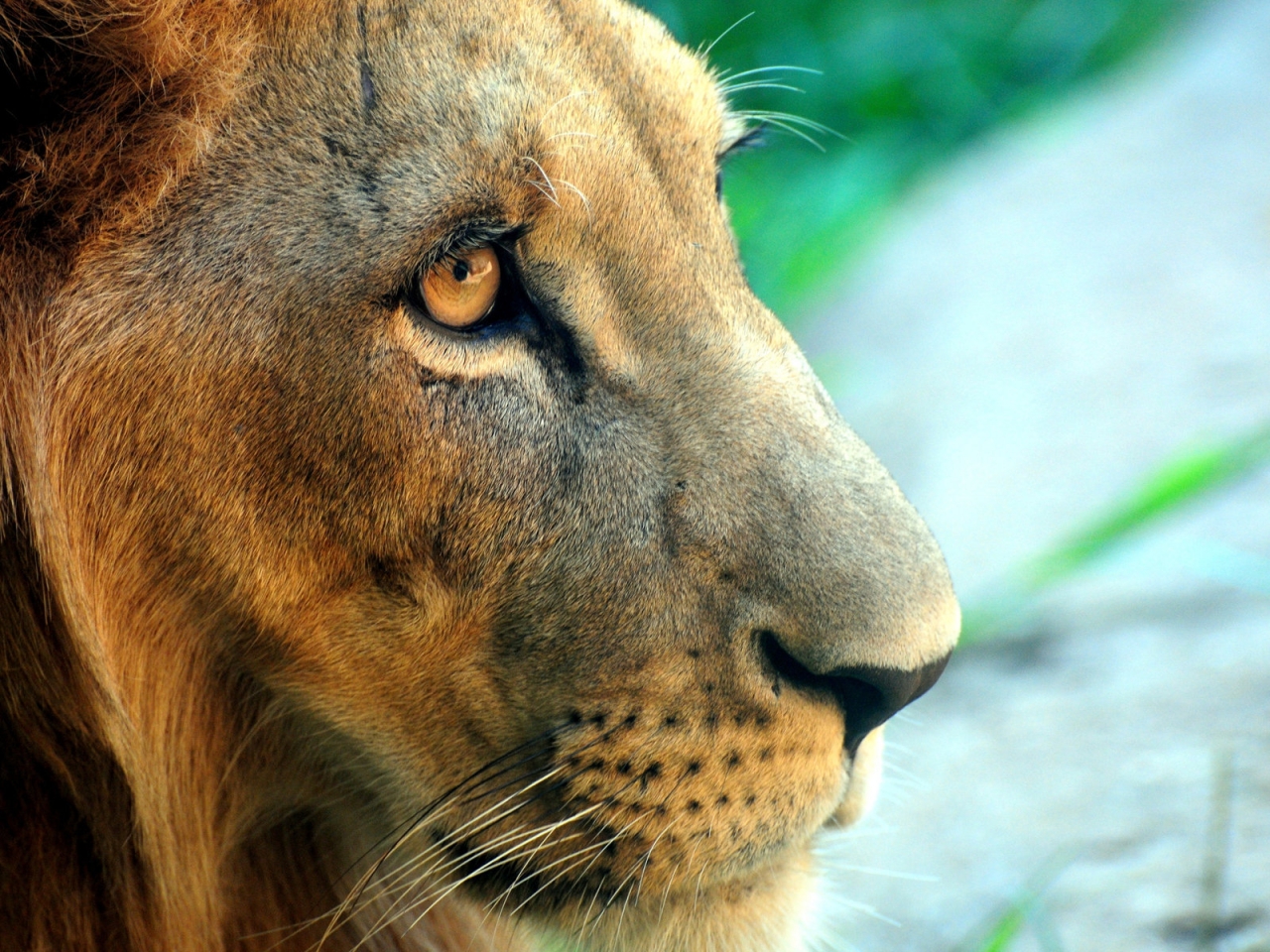 Fierce Lion for 1280 x 960 resolution
