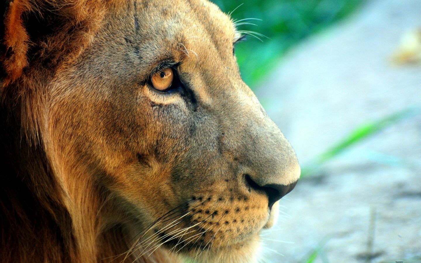 Fierce Lion for 1440 x 900 widescreen resolution