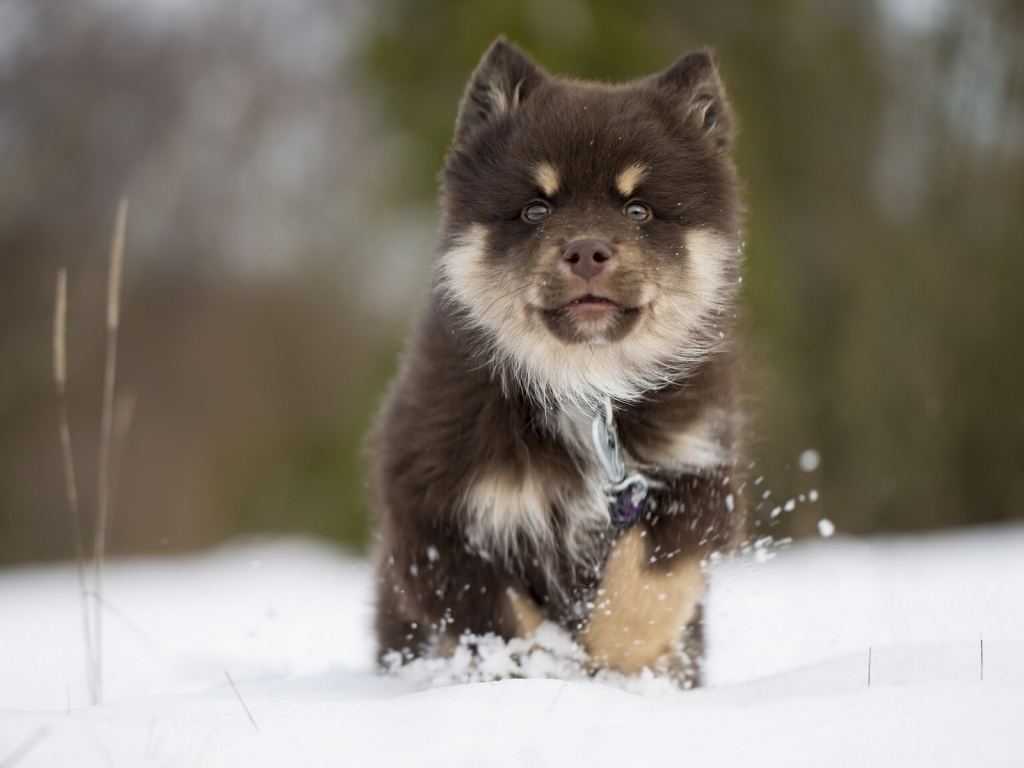 Finnish Lapphund Puppy for 1024 x 768 resolution