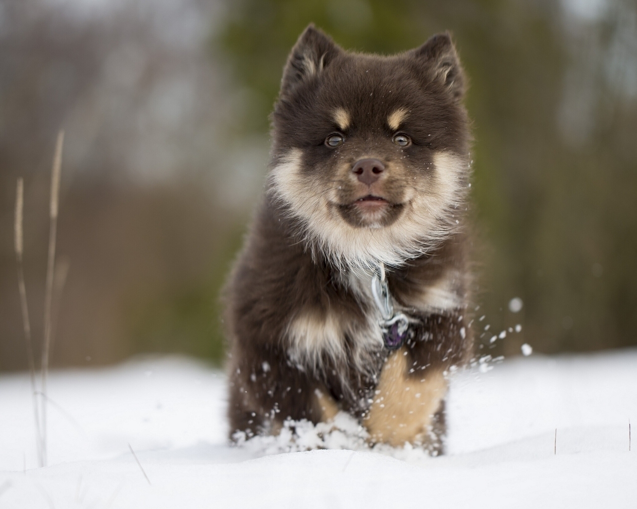 Finnish Lapphund Puppy for 1280 x 1024 resolution